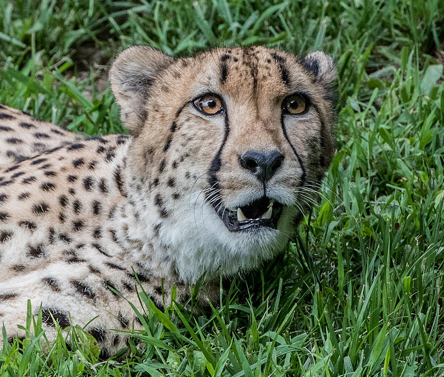 Cheetah Looking Up Photograph by William Bitman