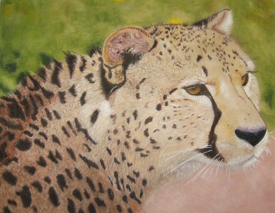 Cheetah Drawing - Cheetah by Lori Hanks