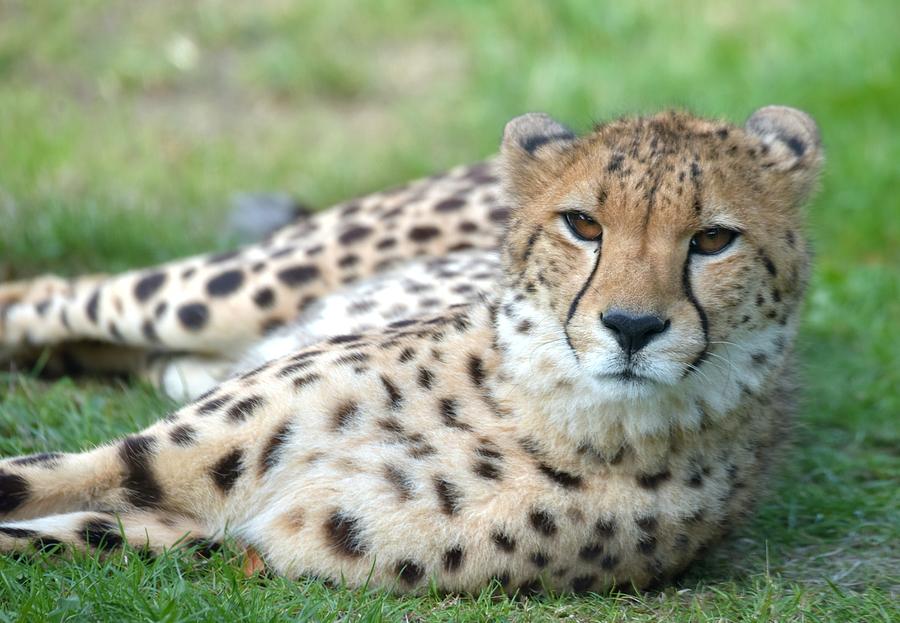 Cheetah LXXIV Photograph by Nicholas Rainsford - Fine Art America