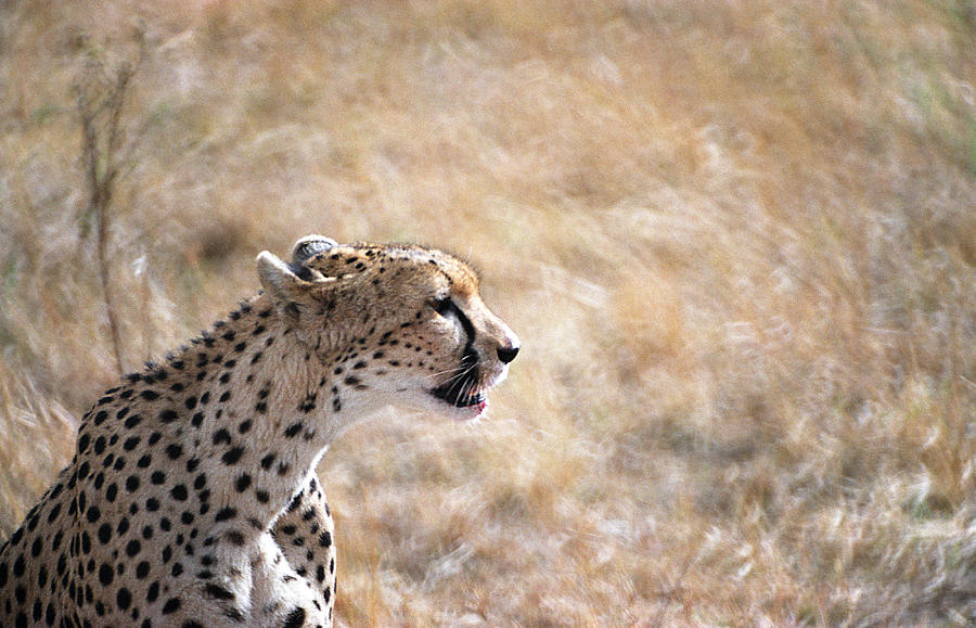 Cheetah Photograph by Marcus Best