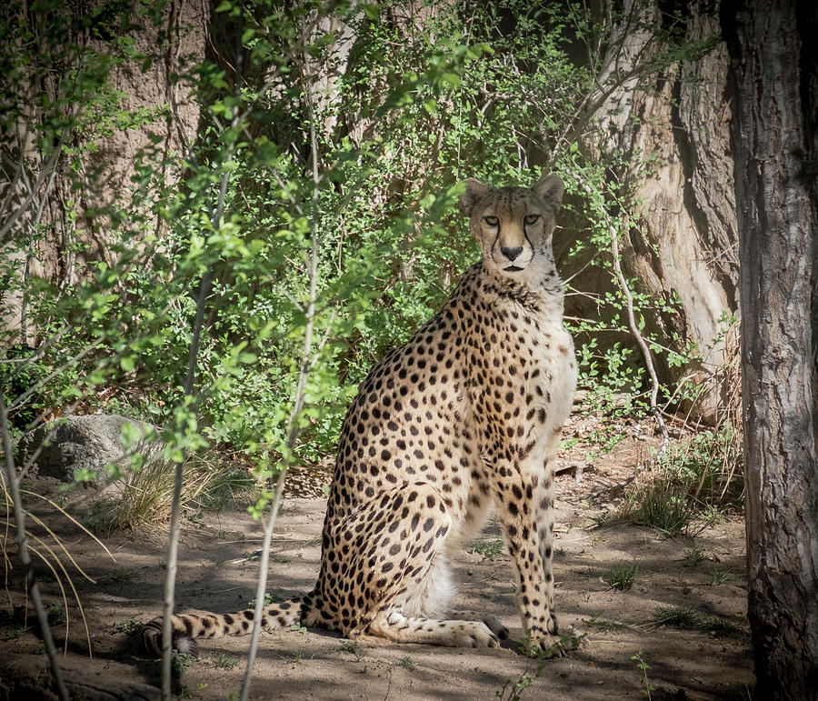 Cheetah Photograph by Mary Lee Dereske