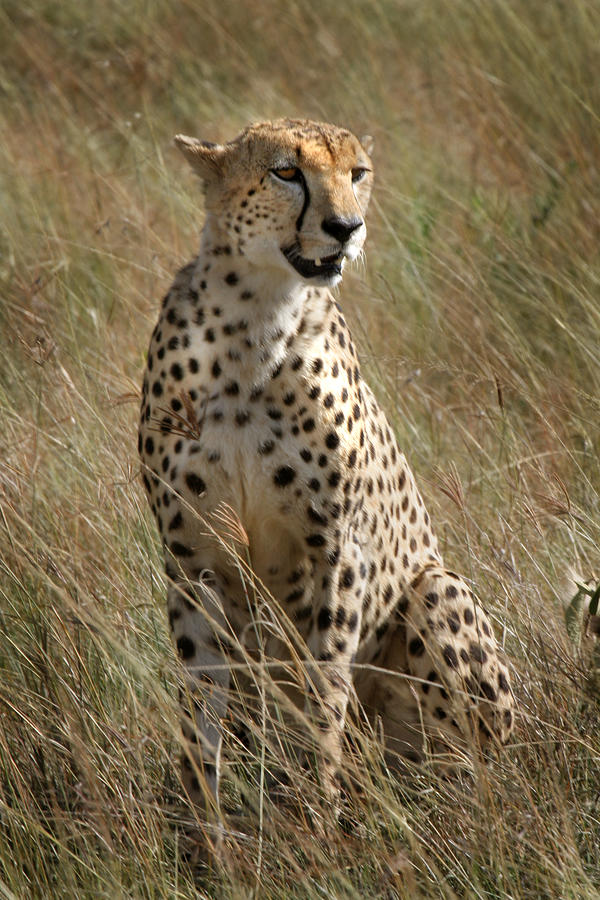 Cheetah Masai Mara Kenya Photograph by Joseph G Holland