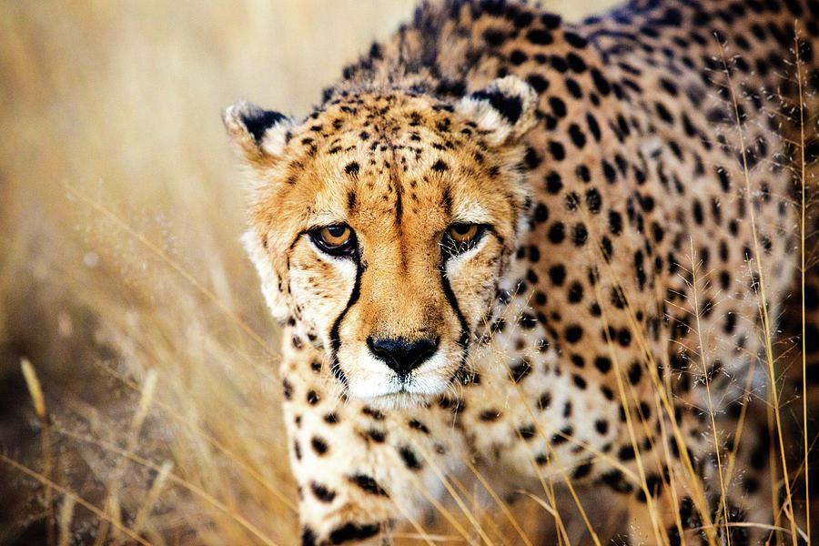 Cheetah Photograph - Cheetah by Matt Cohen Cheetah Photograph - Cheetah by Matt Cohen