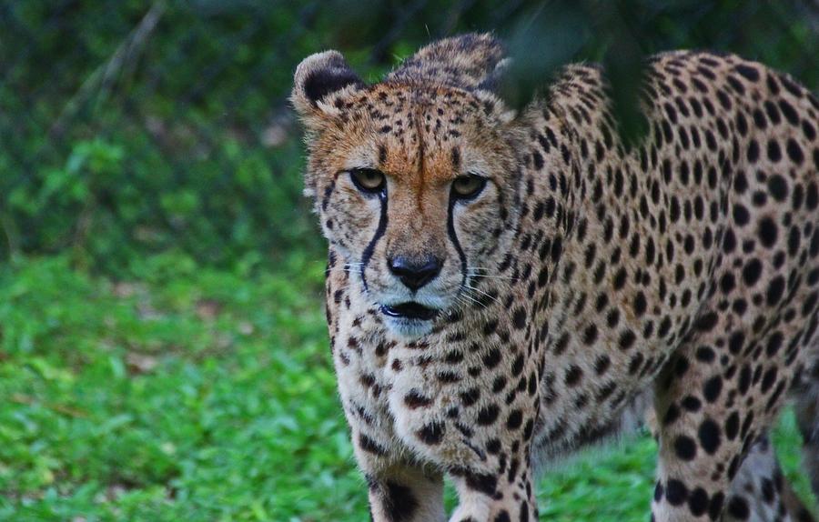 Cheetah Photograph by Michiale Schneider