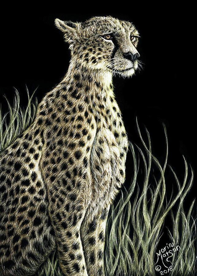 Cheetah Drawing by Monique Morin Matson