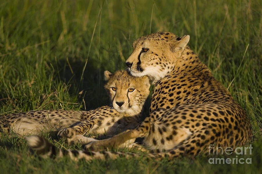Cheetah Mother and Cub Photograph by Suzi Eszterhas