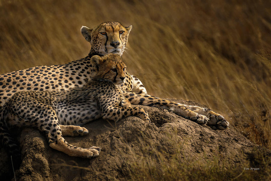 Cheetah Mother and Cub Photograph by Tim Bryan