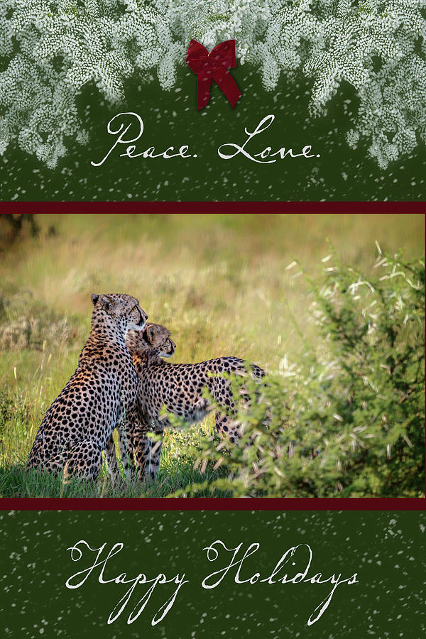 Cheetah Mother and Son for the Holidays Photograph by Sylvia J Zarco