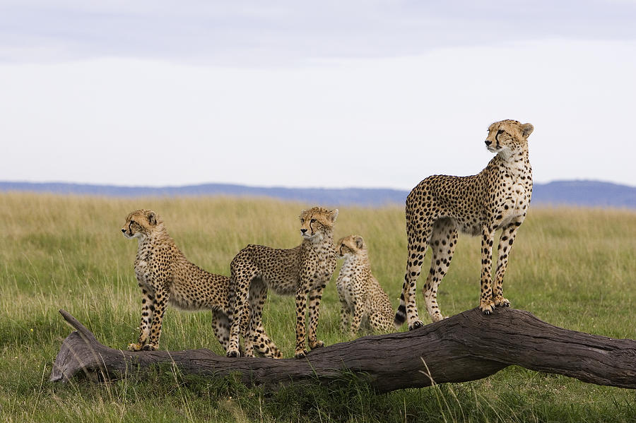 Cheetah Mother Cubs Masai Mara National Photograph by Suzi Eszterhas