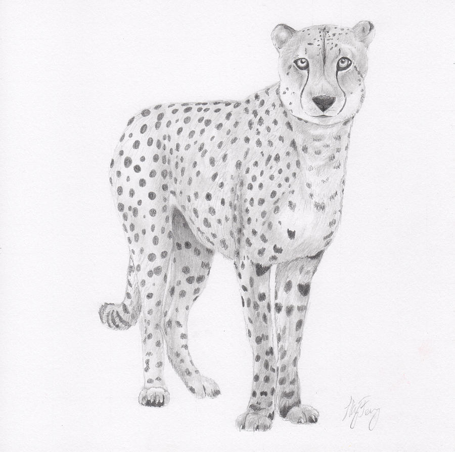 Cheetah Drawing by Nancy Ferry