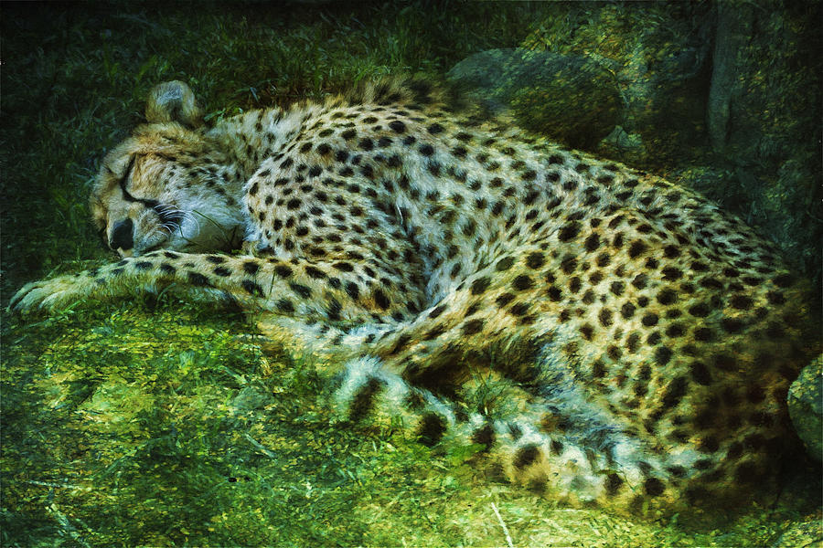 Cheetah Napping Photograph by Belinda Greb
