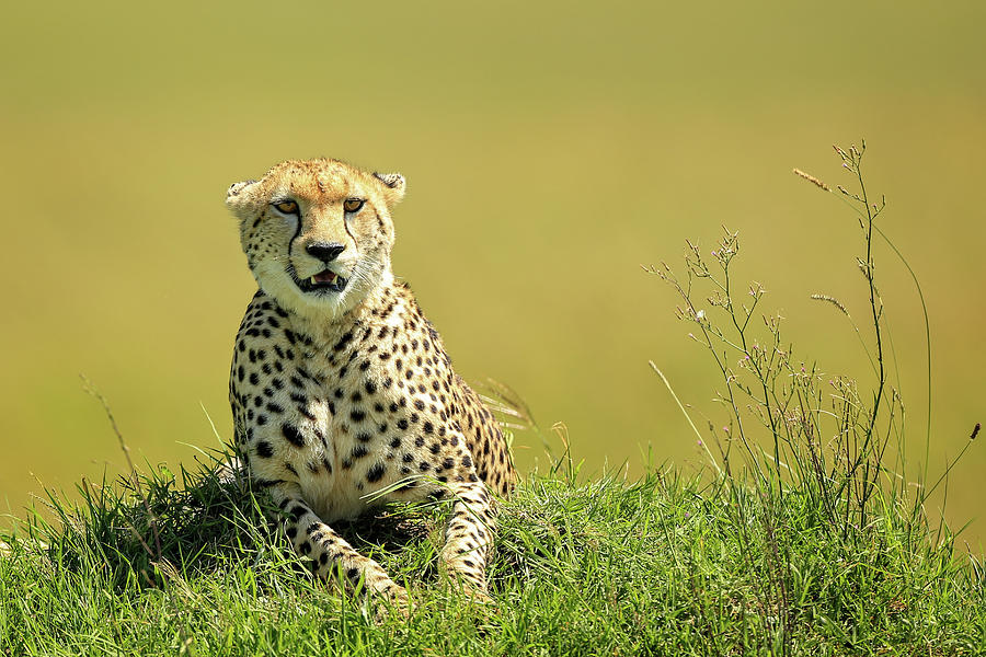Cheetah on Alert Photograph by Steven Upton