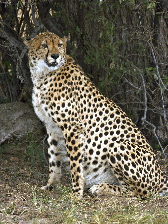 Cheetah On Guard Photograph by Karen Zuk Rosenblatt