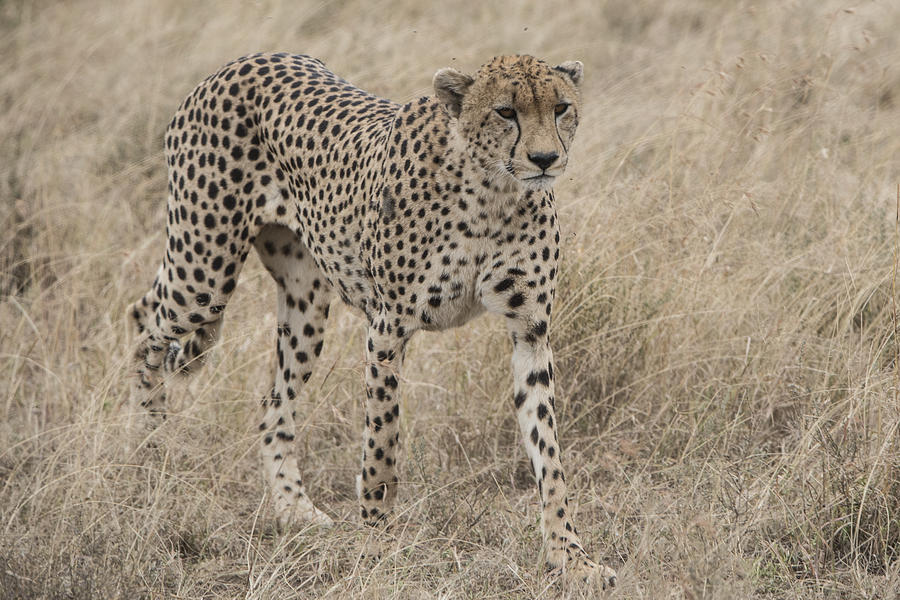 Wildlife Photograph - Cheetah on the move by Pravine Chester