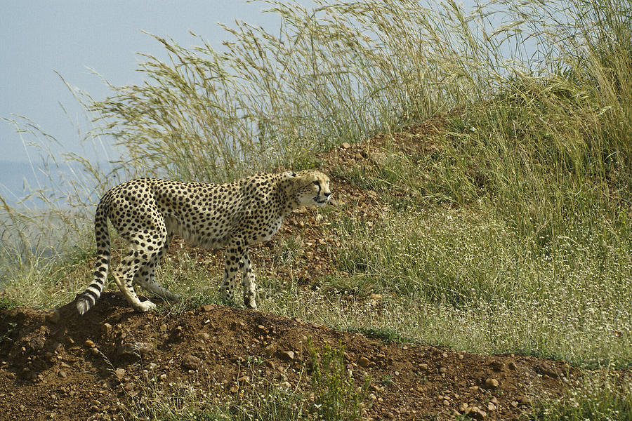 Cheetah on the Prowl Photograph by Michele Burgess