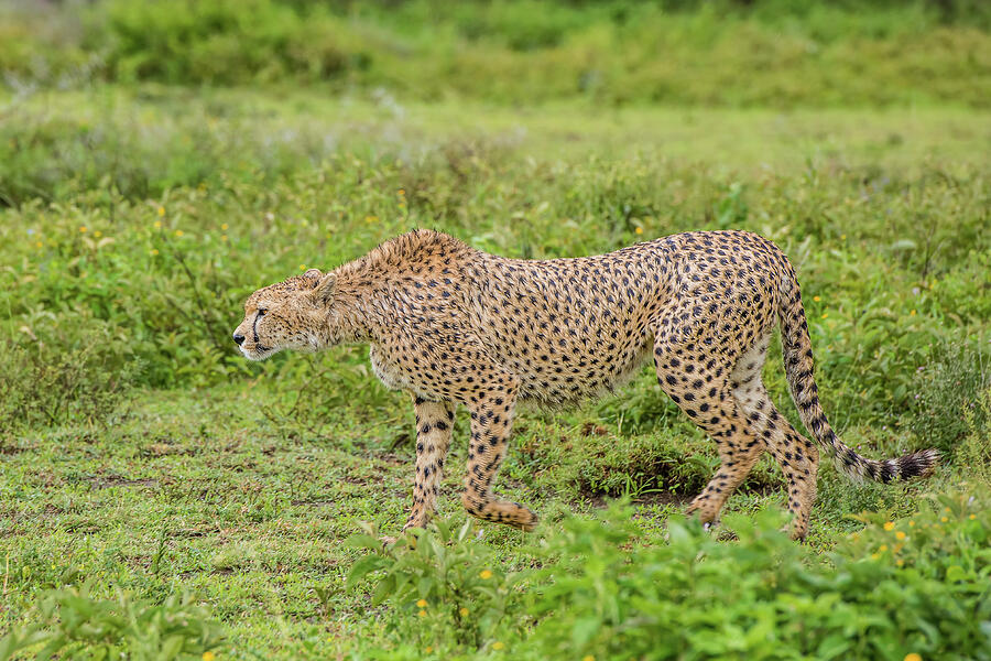 cheetah prowling panther crawling