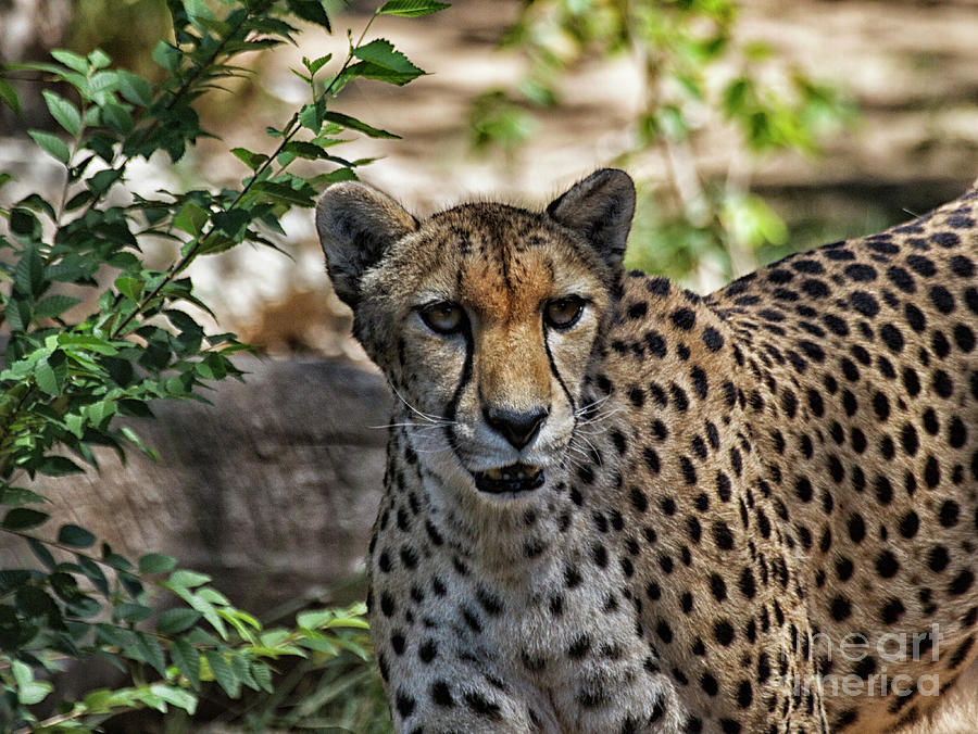 Cheetah on the prowl  Photograph by Ruth Jolly