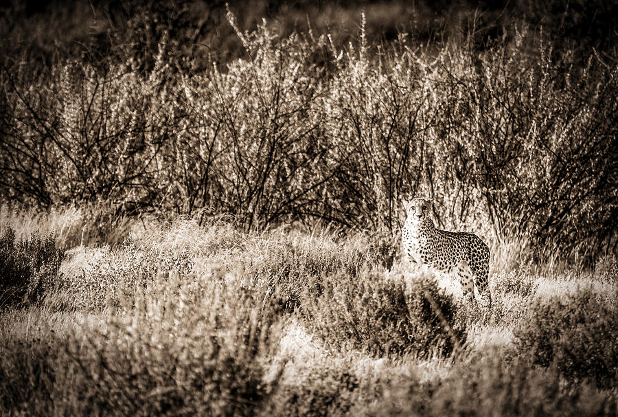 Cheetah On The Prowl - Toned Black and White Namibia Africa Photograph Photograph by Duane Miller