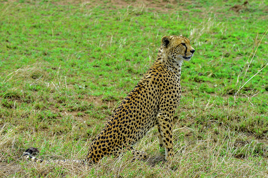 Cheetah on the Serengeti Photograph by Marilyn Burton