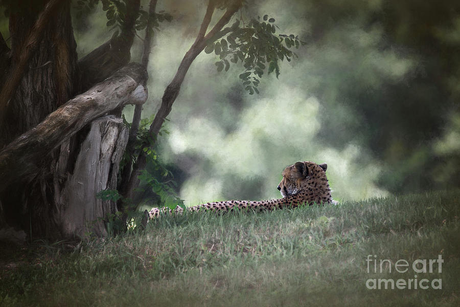Cheetah On Watch Digital Art by Sharon McConnell