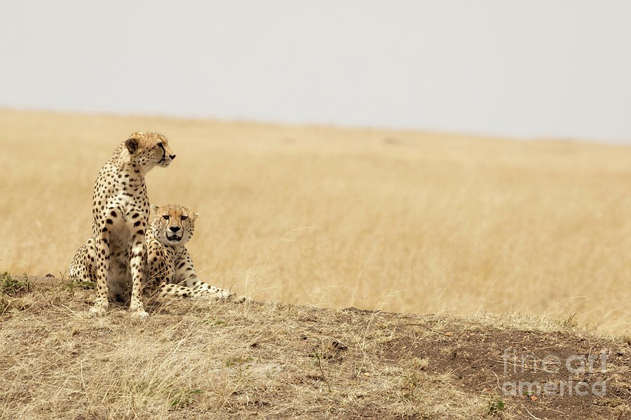 Cheetah pair in the Masai Mara Photograph by Jane Rix