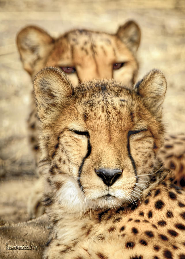 Cheetah Pair Photograph by LeeAnn McLaneGoetz McLaneGoetzStudioLLCcom