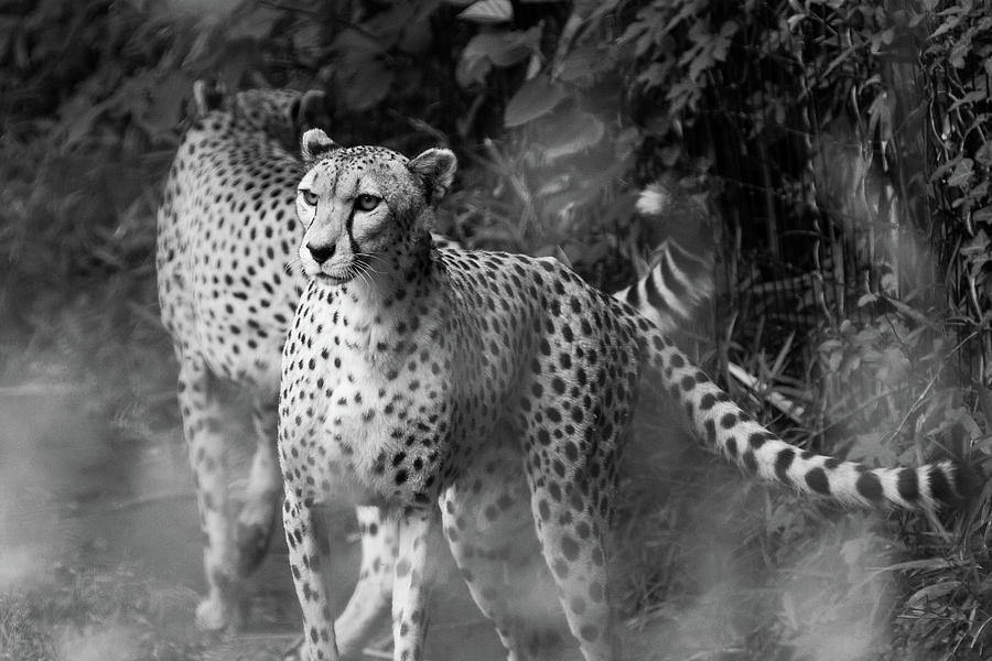 Cheetah Pair Photograph by SR Green