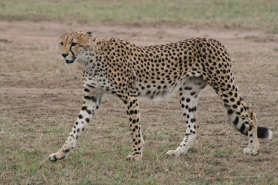 Cheetah Photograph by Pamela Campbell - Fine Art America