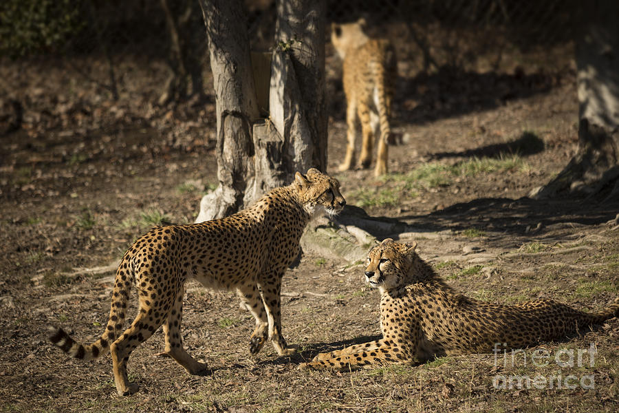 Cheetah Party Photograph by Jemmy Archer