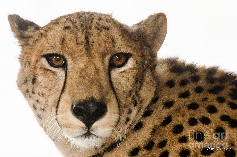 Cheetah Photograph by Pat Lucas