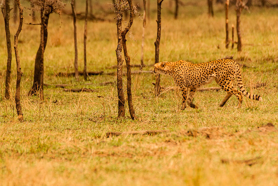 On the prowl Photograph by Patrick Kain