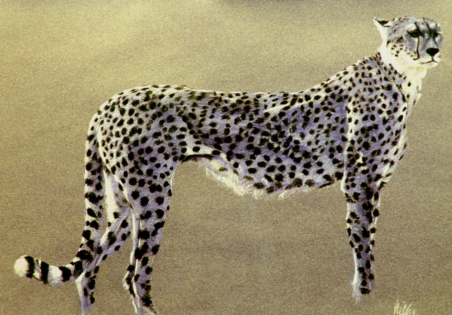 Cheetah Drawing by Paul Miller