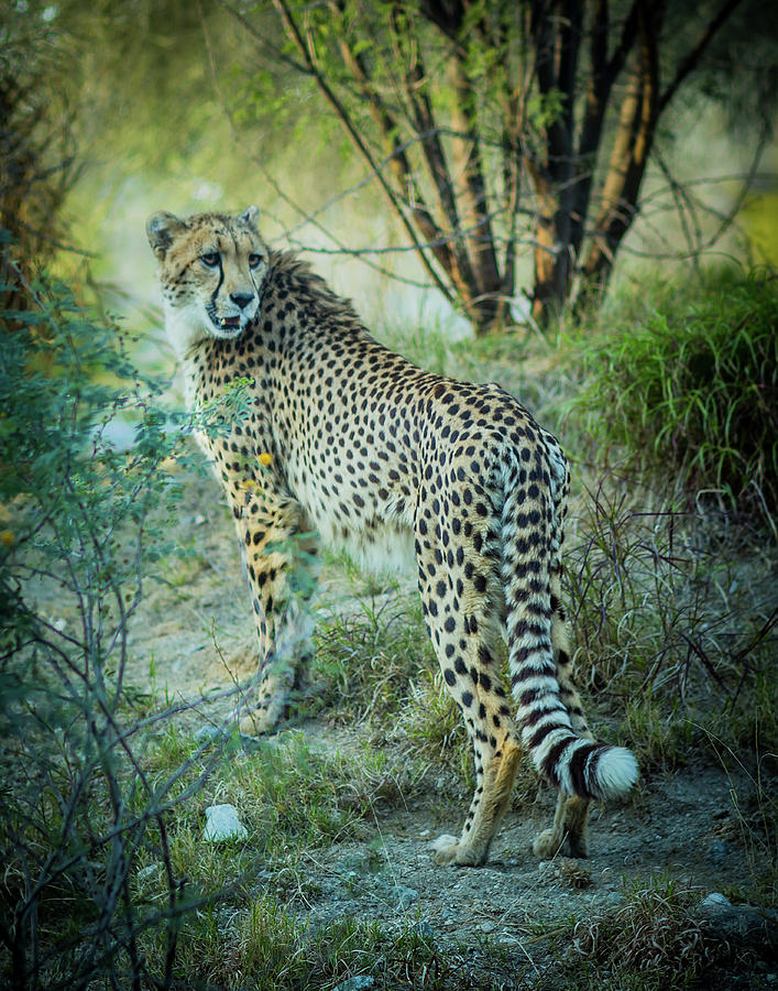Cheetah Portrait 1 Photograph by JoAnn Silva
