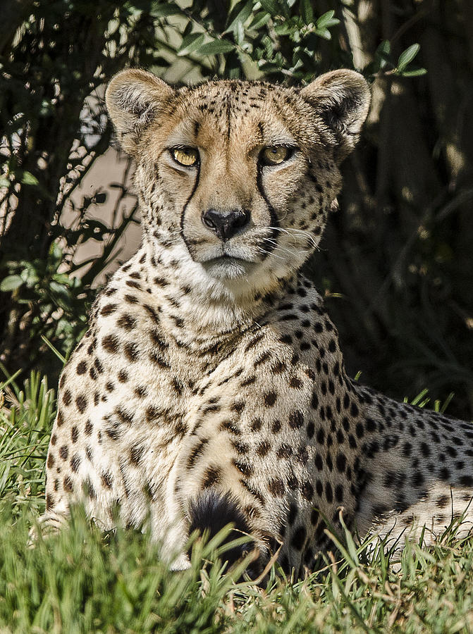 Cheetah Portrait 3 Photograph by William Bitman