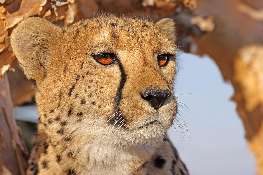 Cheetah Portrait Photograph by Aivar Mikko