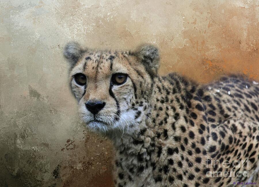 Wildlife Photograph - Cheetah Portrait by Eva Lechner Wildlife Photograph - Cheetah Portrait by Eva Lechner