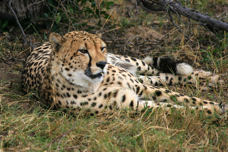 Cheetah Portrait Photograph by Karen Zuk Rosenblatt