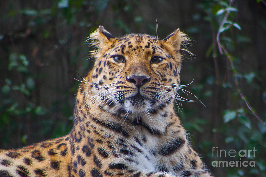 Cheetah Portrait Photograph by Kimberly Blom-Roemer