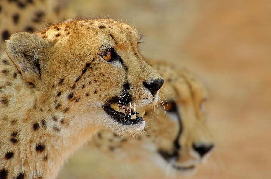 Wildlife Photograph - Cheetah Portrait by Martin Heigan