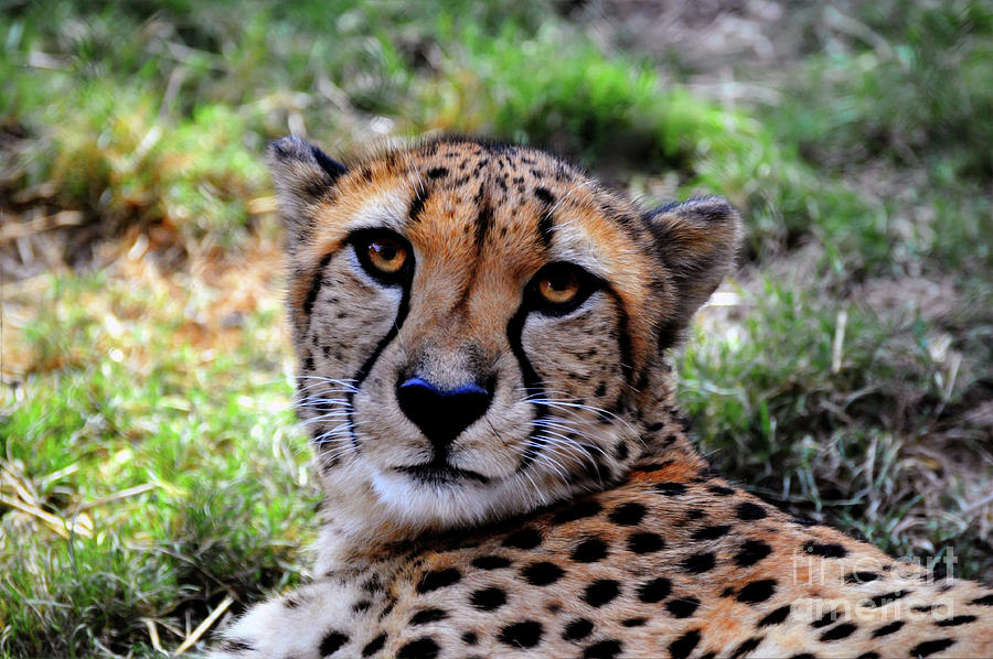 Cheetah Portrait  Photograph by Savannah Gibbs