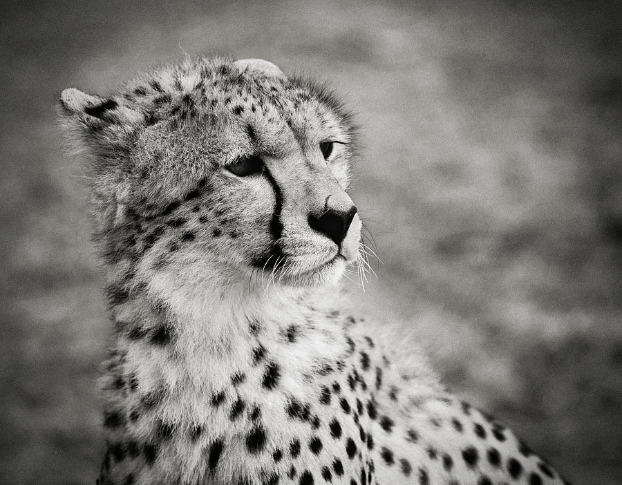 Cheetah Portrait Photograph by Vicki Jauron - Pixels