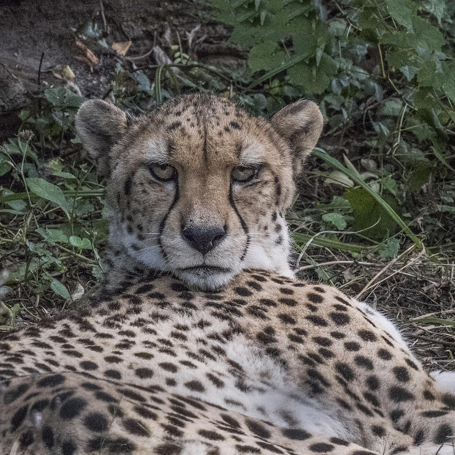 Cheetah Portrait Photograph by William Bitman