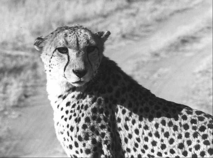 Cheetah Photograph - Cheetah Pose by Susan Chandler Cheetah Photograph - Cheetah Pose by Susan Chandler