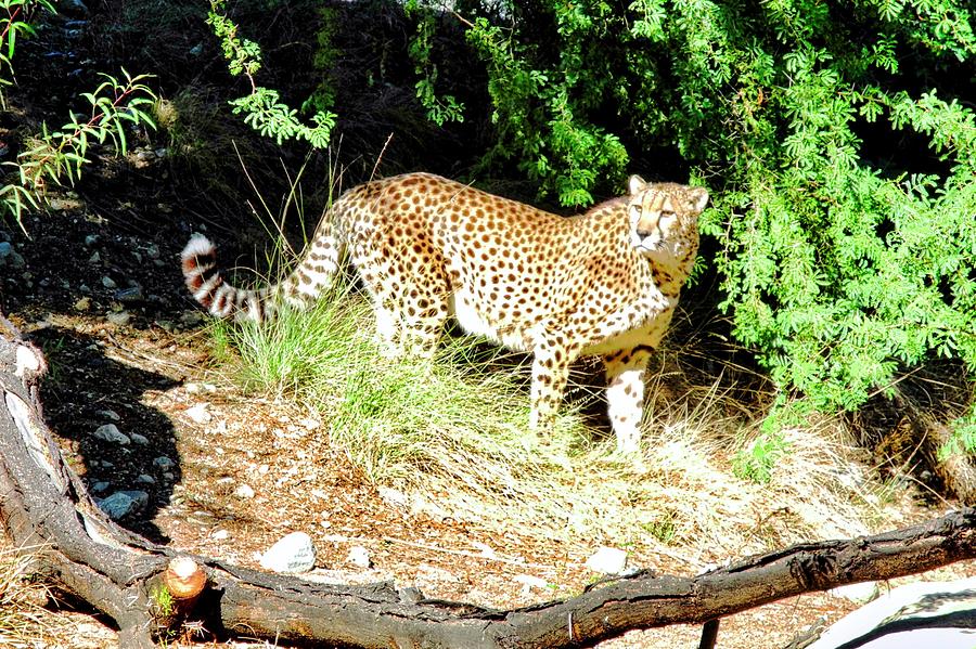 Cheetah Posing Photograph by Kirsten Giving