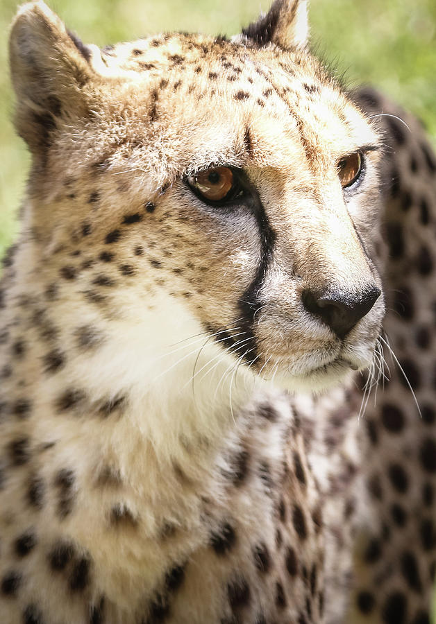 Cheetah Predator Eyes Photograph by Athena Mckinzie
