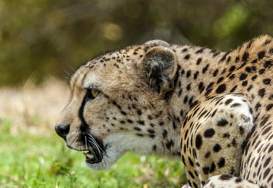Cheetah Profile Photograph by William Bitman