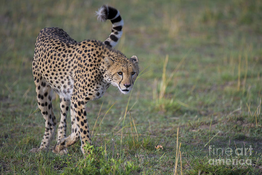 Cheetah Prowl by Bryan Pereira