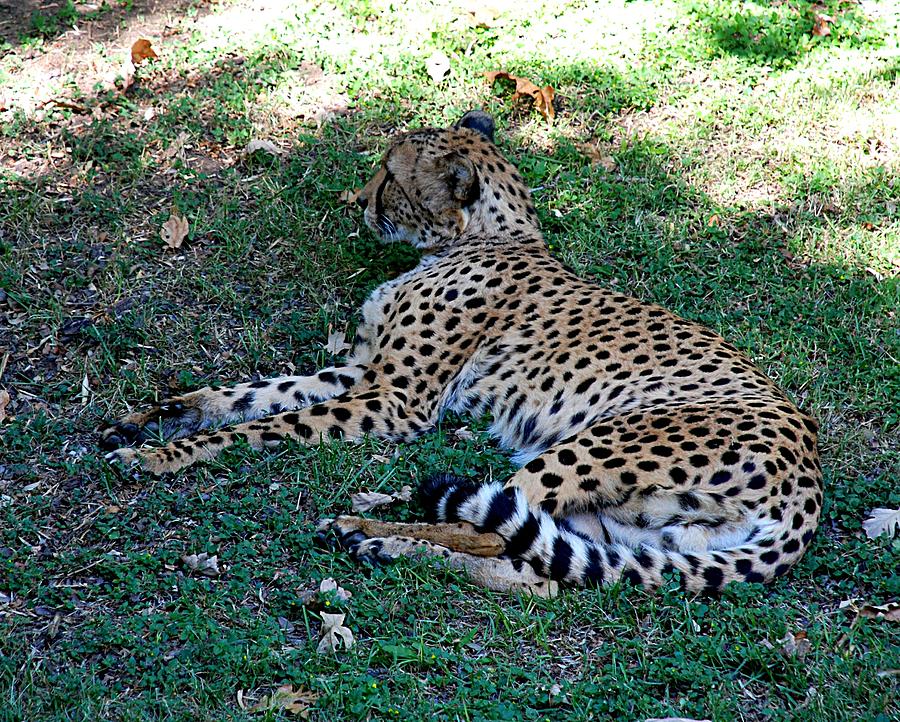 Cheetah Relaxes Photograph by Kenny Glover