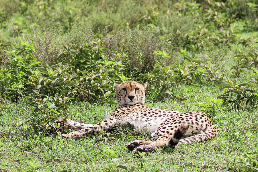 Cheetah Resting Photograph by Brenda Smith DVM Cheetah Resting Photograph by Brenda Smith DVM
