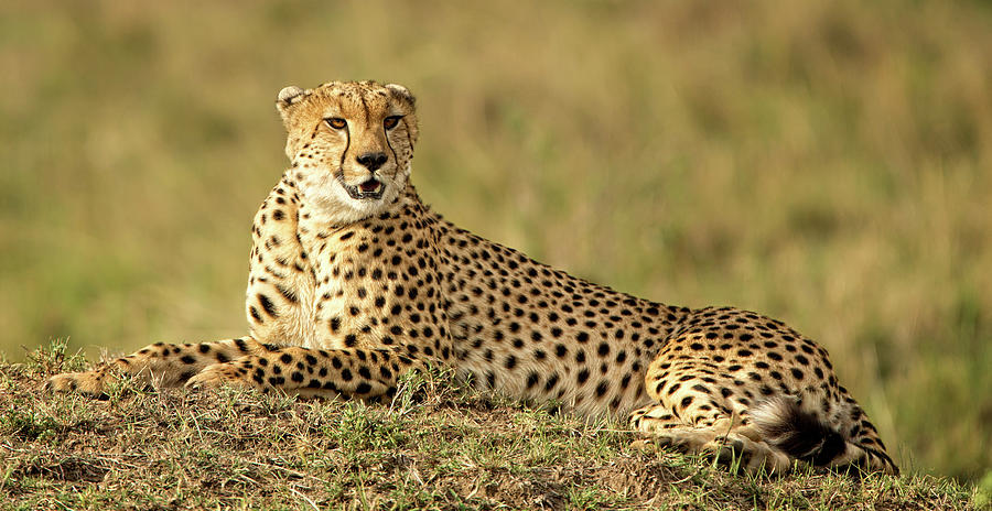 Cheetah Resting Photograph by Steven Upton